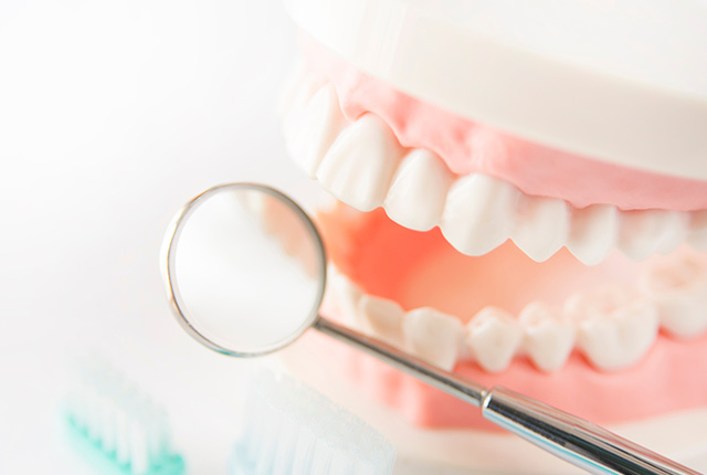 歯の模型とデンタルミラー